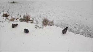 Почему не улетают утки