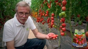 Лучший томат для консервации, маринования. Томат для открытого грунта и теплиц.