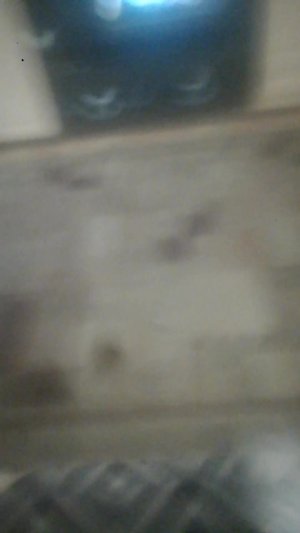 Боби сабаки