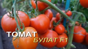 Томат БУЛАТ F1. Обзор сортов ТОМАТОВ!