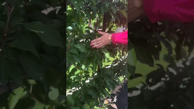 Как разместить плодовые деревья на маленьком участке?