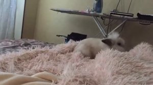 Зайчик - попрыгайчик