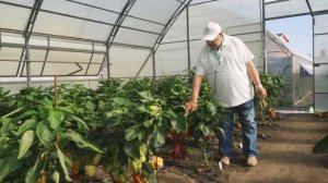 Ростовский селекцентр Агрофирмы "ПОИСК". Перец сладкий.