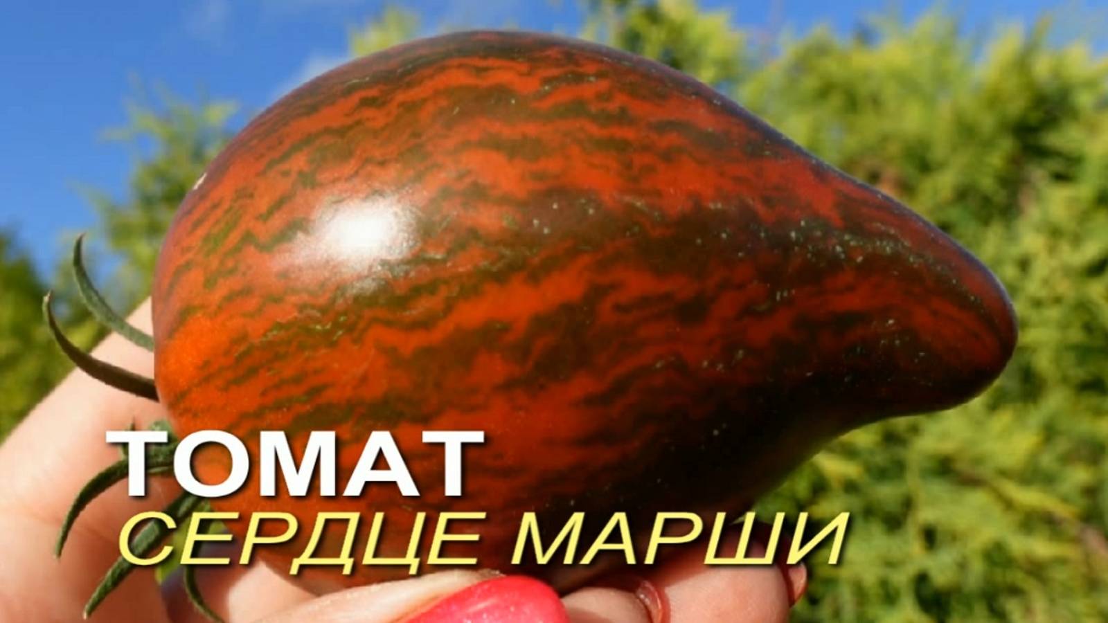 Томат СЕРДЦЕ МАРШИ. Обзор сортов ТОМАТОВ!