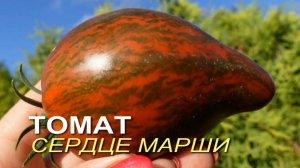Томат СЕРДЦЕ МАРШИ. Обзор сортов ТОМАТОВ!