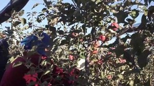 В «Садах КЧР» собирают урожай