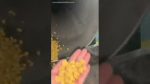 Линия по производству сухих кормов для животных.Эксперимент. Animal feed production line.Experiment.