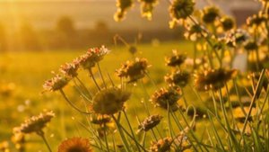 Аудио рассказ, - Красота простого Дня....