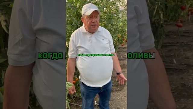 ПОЛИВАТЬ ЛИ ТОМАТЫ В АВГУСТЕ? Полив томатов.