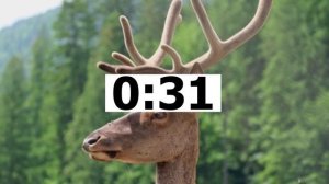 Teenagers' attitude to pets (ФИПИ)