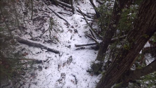 Охота с русской гончей 7.11.24г. Не сложилось. Не Умкин день))) смотреть онлайн
