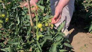 Формировка детерминантных томатов в открытом грунте. Нюансы для лучшего урожая томатов.