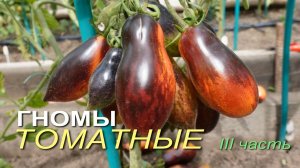 Обзор сортов ТОМАТОВ-ГНОМОВ! III часть