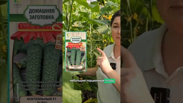 Топ-3 холодостойких огурца. Огурцы для выращивания в теплице и в открытом грунте.