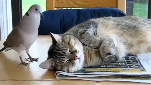 голубь стебётся над котом смотреть онлайн
