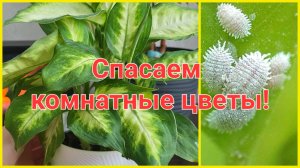 СПАСАЮ КОМНАТНЫЕ РАСТЕНИЯ!КАРДИНАЛЬНЫЕ МЕРЫ!ДИФФЕНБАХИЯ/МУЧНИСТЫЙ ЧЕРВЕЦ!