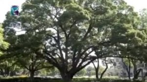 Камфорное дерево (Камфорный лавр)