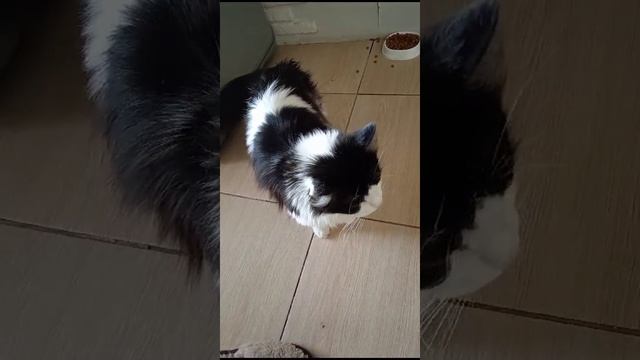 КОШАЧЬИ РАЗБОРКИ!!!