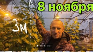 Обзор теплицы термос - высокая шпалера для огурцов. Эксперимент