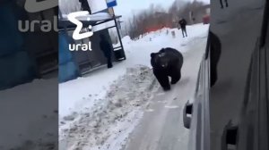 Медведь на улице в Нижневартовске