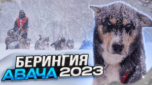 Берингия Авача  2023 Горная гонка на собачьих упряжках. Сюжет корреспондента