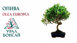 Бонсай из оливы (Olea Europea) - обзор в клбу Урал Бонсай