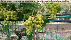 Парад сортов на 27.07.24 года - виноград Хелена, окрашивание, созревание, характеристики.