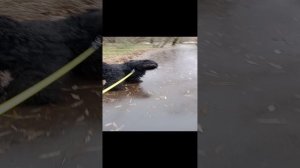 Прогулка с Юшей. 8м минутный фрагмент с разными историями