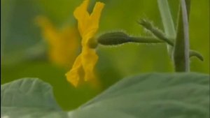 Репортаж о дражированных семенах в программе Утро России