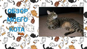 Обзор Мистера Скотта | Обзор моего кота