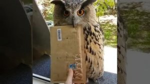 Вам письмо из Хогвартса...