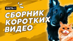 Персик и Айка в сборнике коротких видео🐶😺 Часть 1