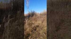 Борона дисковая БДП-3.2х2 прицепная в экстремальной работе.