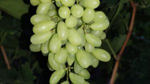 ОДНА ИЗ САМЫХ ЭФФЕКТНЫХ НОВИНОК НА МОЁМ ВИНОГРАДНИКЕ!!!🍇🍇🍇.mp4 WhatsApp и Viber +79528500417.