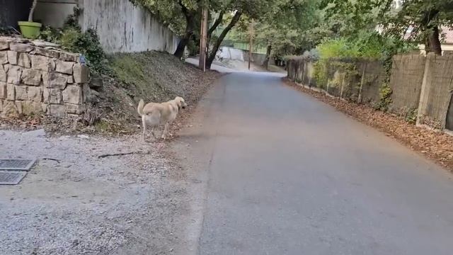 Котики курочки ИИ прогулка с Мегги.