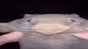 Для чего я создал этот канал?