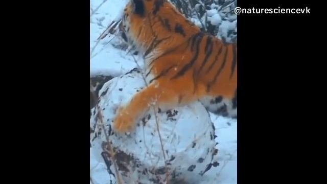 тигр