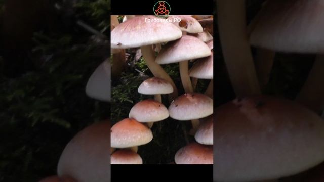 Его избегают, а он хороший! Ложноопёнок кирпично-красный - Hypholoma lateritium.