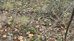 Ложноопёнок серопластинчатый - замечательный грибочек.