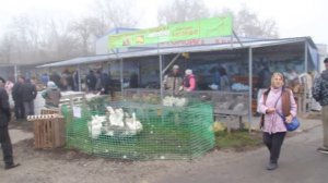 Ярмарка в Курске. осень 2019. птица, кролики.