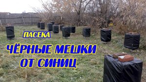 Пасека. ЧЁРНЫЕ МЕШКИ от синиц