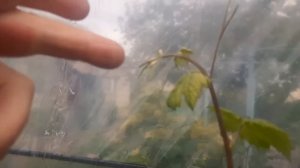 Как вызвать образование грозди на бесплодном побеге