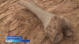 Останки мамонта нашли на берегу Сухоны в Междуреченском округе