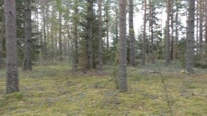 Моховики, лисички, белые... Дневник грибника 20 сентября 2018 года