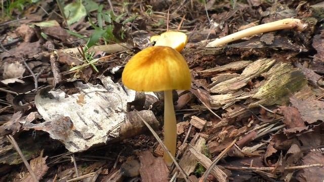 Редкий съедобный гриб - Плютей львино-жёлтый Pluteus Leoninus