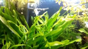 Эхинодорусы