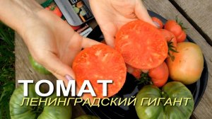 ЛЕНИНГРАДСКИЙ ГИГАНТ! Обзор сортов ТОМАТОВ! Советы от ЗЕЛЕНОГО ОГОРОДА!