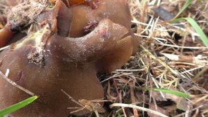 Безвкусная, но есть можно! Пецица  коричневая - Peziza badia.