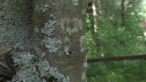 Ещё один вид грибов на нашем участке! Вёшенка лёгочная.