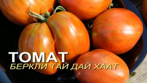 ПОТРЯСАЮЩИЙ томат с фруктовым вкусом! Обзор сортов ТОМАТОВ!